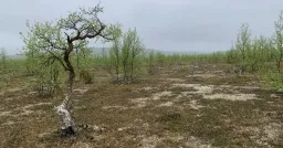 Kauneushoitola Tarja Hartikainen