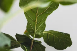 INRA Rakennus