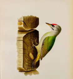 Wanha Wiljami
