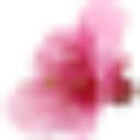 Kukkakauppa Kirsikankukka