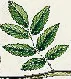 Psykoterapeutti Pihla Ekholm
