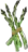 ASPARAGUS RESTAURANT
