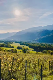 Soil Wine Group