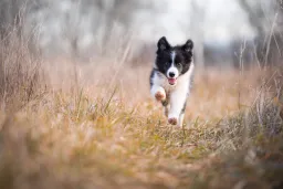 Petclan
