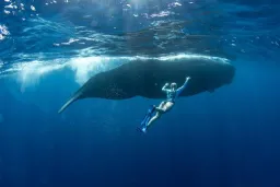 Waytowhales