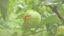 Omppupolku