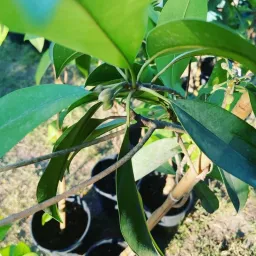 bahrainplants