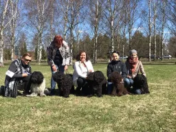 Kennel Buffing