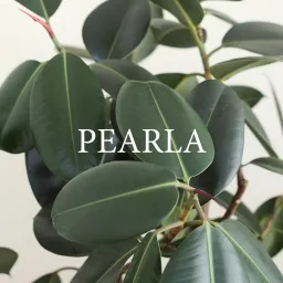 Pearla