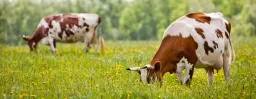 FinnCow Oy