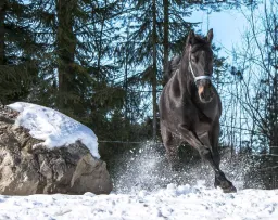 Jojo Ranch
