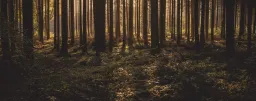 AARI Metsä Oy