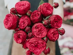 Eight Flowers