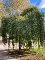 Suhteessa Oy