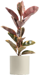 Treeco