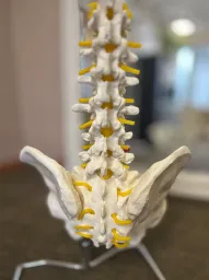 Discus Osteo