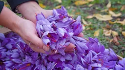 Al Rabee Saffron