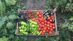 Farmerim