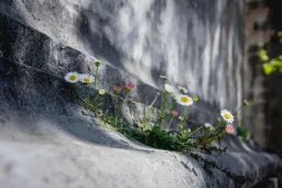 Carethera