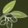 Syrian olive oil