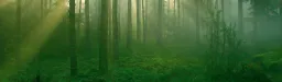 Versowood