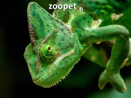 Zoopet