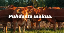 Viskaalin