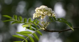 Karhula